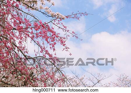 Cherry blossoms View Large Photo Image Stock Image - Cherry blossoms. Fotosearch