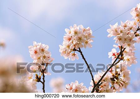 Cherry blossoms View Large Photo Image Stock Image - Cherry blossoms. Fotosearch