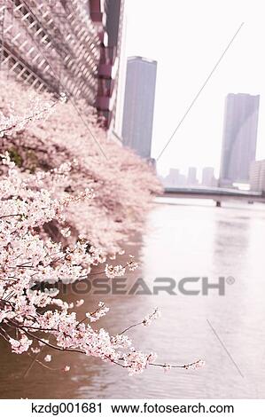 Stock Image - Cherry blossoms. Fotosearch