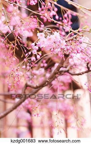 Cherry blossoms View Large Photo Image Stock Image - Cherry blossoms. Fotosearch