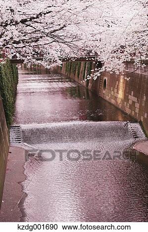 Cherry blossoms View Large Photo Image Stock Image - Cherry blossoms. Fotosearch