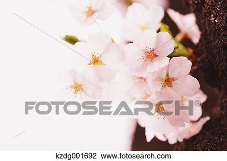 Cherry blossoms View Large Photo Image Stock Image - Cherry blossoms. Fotosearch