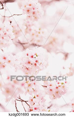 Stock Image - Cherry blossoms. Fotosearch