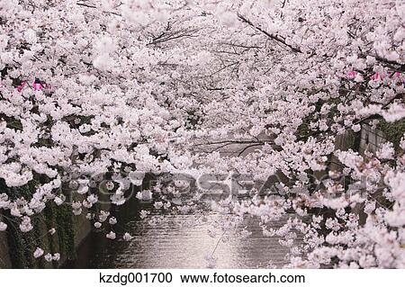 Cherry blossoms View Large Photo Image Stock Image - Cherry blossoms. Fotosearch