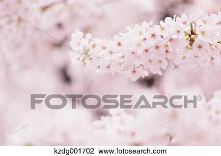 Stock Image - Cherry blossoms. Fotosearch