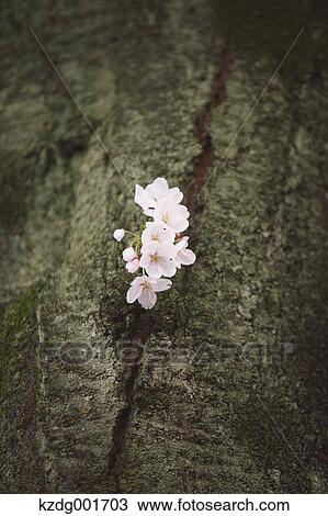 Cherry blossoms View Large Photo Image Stock Image - Cherry blossoms. Fotosearch
