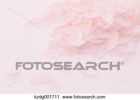 Stock Image - Cherry blossoms. Fotosearch