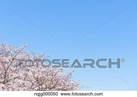Cherry blossoms View Large Photo Image Stock Image - Cherry blossoms. Fotosearch