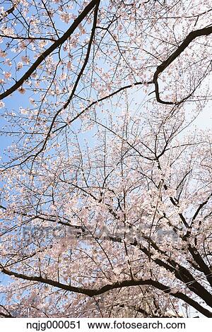Cherry blossoms View Large Photo Image Stock Image - Cherry blossoms. Fotosearch