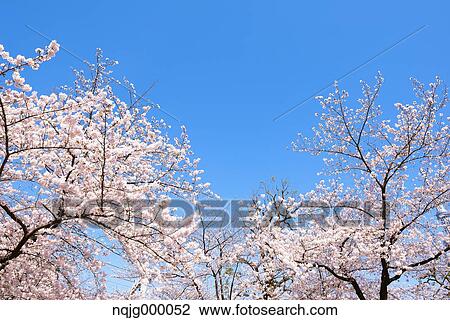 Cherry blossoms View Large Photo Image Stock Image - Cherry blossoms. Fotosearch