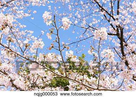 Cherry blossoms View Large Photo Image Stock Image - Cherry blossoms. Fotosearch