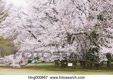 Cherry blossoms View Large Photo Image Stock Photo - Cherry blossoms. Fotosearch