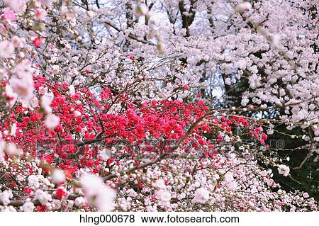 Stock Photo - Cherry blossoms. Fotosearch