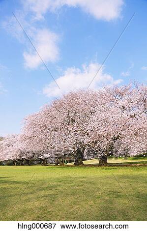 Stock Photo - Cherry blossoms. Fotosearch