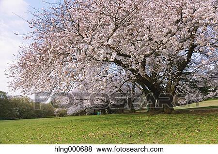 Stock Photo - Cherry blossoms. Fotosearch
