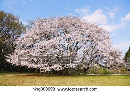 Cherry blossoms View Large Photo Image Stock Photo - Cherry blossoms. Fotosearch