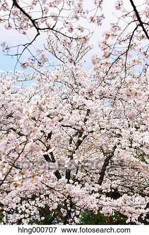 Stock Photo - Cherry blossoms. Fotosearch