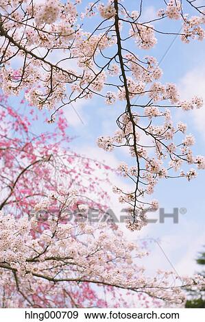 Cherry blossoms View Large Photo Image Stock Photo - Cherry blossoms. Fotosearch