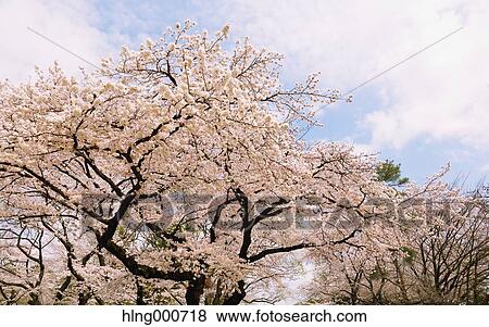 Cherry blossoms View Large Photo Image Stock Photo - Cherry blossoms. Fotosearch