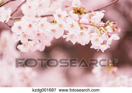 Cherry blossoms View Large Photo Image Stock Photo - Cherry blossoms. Fotosearch