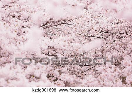 Stock Photo - Cherry blossoms. Fotosearch