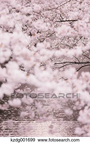 Cherry blossoms View Large Photo Image Stock Photo - Cherry blossoms. Fotosearch