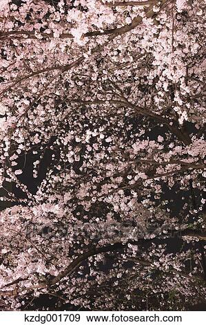 Cherry blossoms View Large Photo Image Stock Photo - Cherry blossoms. Fotosearch