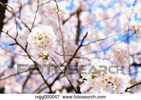 Cherry blossoms View Large Photo Image Stock Photo - Cherry blossoms. Fotosearch