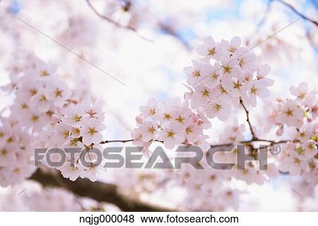 Cherry blossoms View Large Photo Image Stock Photo - Cherry blossoms. Fotosearch