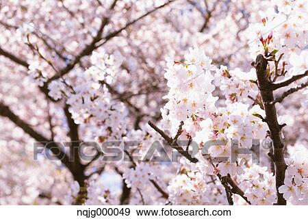 Cherry blossoms View Large Photo Image Stock Photo - Cherry blossoms. Fotosearch