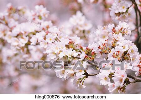 Stock Photograph - Cherry blossoms. Fotosearch