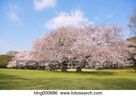 Cherry blossoms View Large Photo Image Stock Photograph - Cherry blossoms. Fotosearch