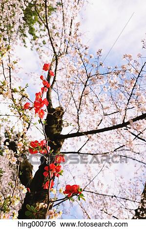 Cherry blossoms View Large Photo Image Stock Photograph - Cherry blossoms. Fotosearch