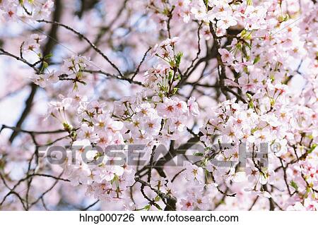 Cherry blossoms View Large Photo Image Stock Photograph - Cherry blossoms. Fotosearch