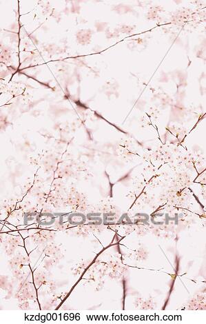 Stock Photograph - Cherry blossoms. Fotosearch
