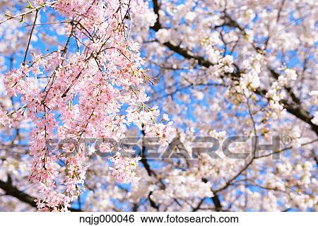 Cherry blossoms View Large Photo Image Stock Photograph - Cherry blossoms. Fotosearch