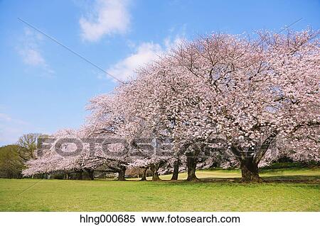 Cherry blossoms View Large Photo Image Stock Photography - Cherry blossoms. Fotosearch