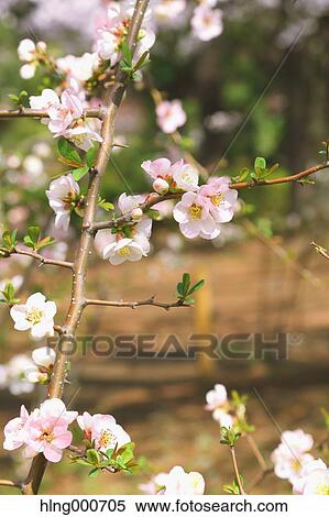 Cherry blossoms View Large Photo Image Stock Photography - Cherry blossoms. Fotosearch
