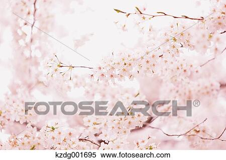 Stock Photography - Cherry blossoms. Fotosearch
