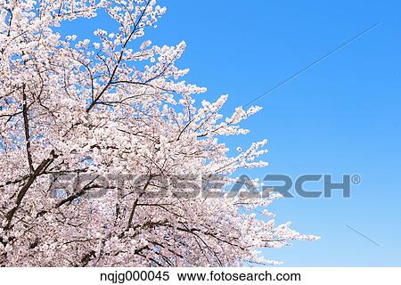 Cherry blossoms View Large Photo Image Stock Photography - Cherry blossoms. Fotosearch