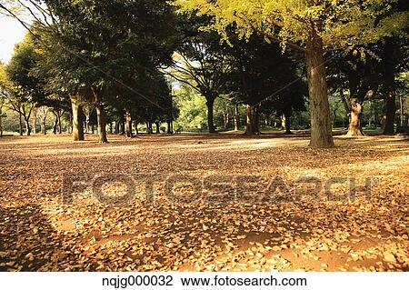 City park in Autumn View Large Photo Image Stock Image - City park in Autumn. Fotosearch