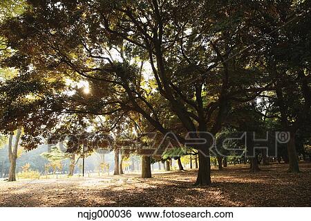 City park in Autumn View Large Photo Image Stock Photograph - City park in Autumn. Fotosearch