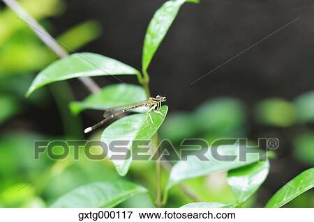 Stock Photo - Dragonfly on green leaf. Fotosearch