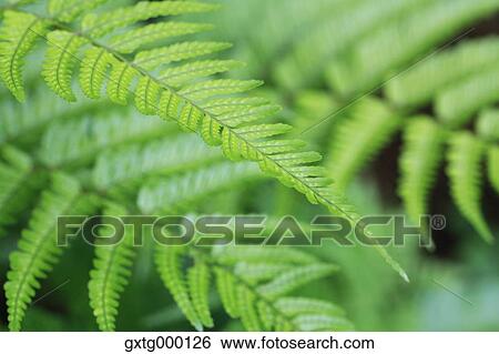 Stock Photograph - Fern. Fotosearch