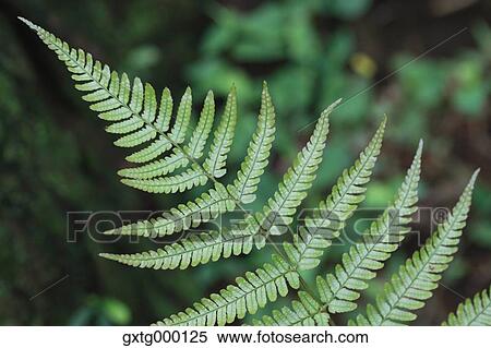 Fern View Large Photo Image Stock Photography - Fern. Fotosearch