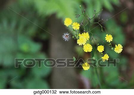 Stock Image - Floret. Fotosearch