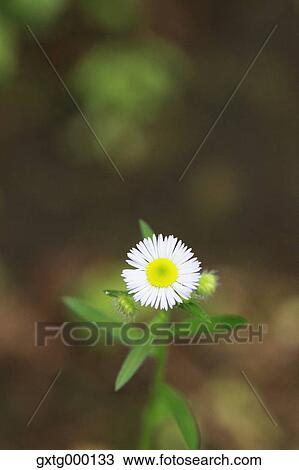 Stock Image - Floret. Fotosearch
