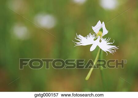 Fringed Orchid View Large Photo Image Stock Photo - Fringed Orchid. Fotosearch