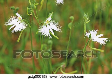 Fringed Orchid View Large Photo Image Stock Photo - Fringed Orchid. Fotosearch