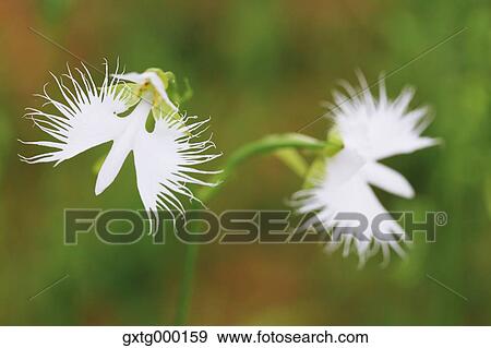 Fringed Orchid View Large Photo Image Stock Photo - Fringed Orchid. Fotosearch